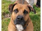 Adopt Stella a Boxer, Black Mouth Cur