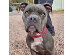 Adopt Truffles a American Bully