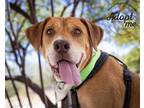 Adopt CAROL* a Pit Bull Terrier, Mixed Breed