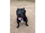 Adopt Bumblebee a Staffordshire Bull Terrier