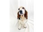 Adopt Sparrow a Basset Hound