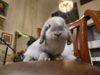 Adopt Dove (Gumball) a Holland Lop