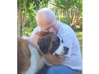 Adopt FOSTER HOMES NEEDED (south) a Saint Bernard