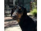 Adopt Ariel a Doberman Pinscher