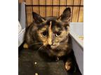 Adopt 99-Mama Pearl - in foster a Domestic Short Hair