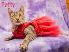 Adopt Betty Crocker a Domestic Short Hair