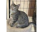 Adopt SHIITAKE a Domestic Short Hair, Tabby