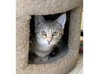 Adopt OYSTER a Domestic Short Hair, Torbie