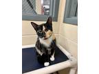 Adopt Liberty a Domestic Medium Hair