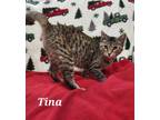 Adopt Tina a Domestic Short Hair