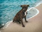 Adopt Cutie Pie a American Staffordshire Terrier, Mixed Breed