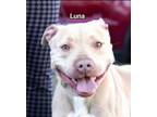 Adopt Luna a Pit Bull Terrier, Mixed Breed