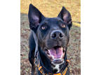 Adopt Charlie a Black Mixed Breed (Large) / Mixed dog in Leander, TX (34420665)