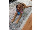Adopt Copper a Brown/Chocolate Mixed Breed (Large) / Mixed dog in Chicago