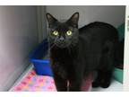 Adopt Tuck a Domestic Short Hair