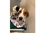 Adopt Elvira a Redbone Coonhound