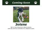 Adopt Jolene (FL) a English Pointer