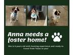 Adopt Needs Foster Anna (TX) a English Pointer