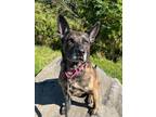 Adopt Roxy a Dutch Shepherd