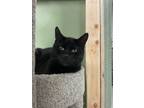 Adopt Isabel a Domestic Short Hair