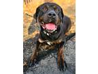 Adopt Sheba a Rottweiler