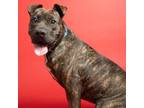 Adopt Josie a Shar-Pei, Pit Bull Terrier