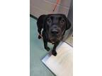 Adopt Cassie a Black Labrador Retriever