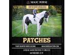 Patches~Flashy*Kid Gentle*Safe*User Friendly Family/Trail Paint Gelding~