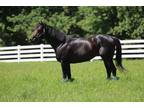 Well Bred Thoroughbred Stallion. Excellent Polo prospect for breeding.