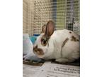 Adopt Nibbles a Bunny Rabbit