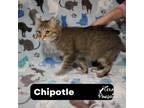 Adopt Chipotle a Tabby, Domestic Short Hair