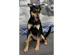 Adopt Tiffany Ann a German Shepherd Dog