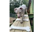 Adopt Callie a Pit Bull Terrier, Labrador Retriever