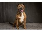 Adopt Kona a Pit Bull Terrier