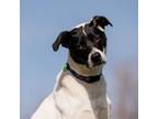 Adopt Jade a Mixed Breed