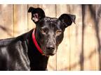 Adopt Aurora, sleek & gorgeous, sweetest girl EVER! a Great Dane, Greyhound