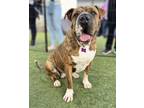 Adopt Squishy a Mastiff, Shar-Pei