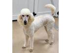 Adopt Snow a Standard Poodle