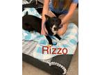 Adopt Rizzo a Black Labrador Retriever
