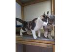 Adopt Callie and Fizz a Domestic Short Hair