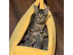 Adopt Cleo a Tabby, Domestic Short Hair