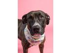 Adopt Tilly a Pit Bull Terrier, German Shepherd Dog