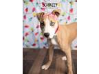 Adopt Schnazzy a Mountain Cur