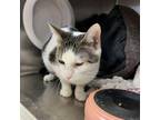 Adopt Marlee a Domestic Short Hair