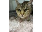 Adopt Linda a Domestic Short Hair