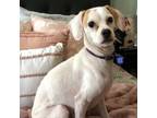 Adopt Carla a Jack Russell Terrier