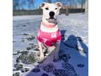 Adopt Rowena a American Staffordshire Terrier, Beagle