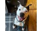 Adopt Indy a Pit Bull Terrier
