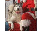 Adopt Frida - Fun & Sweet Girl! a Husky