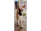 Adopt Tilly a German Shepherd Dog